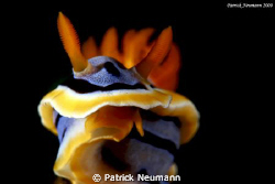 ordinary nudi from Anilao .. by Patrick Neumann 